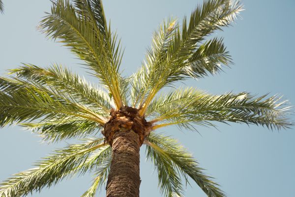 Palm Tree Pruning in Manchester