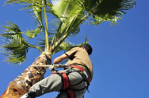 Palm Tree Trimming in Manchester