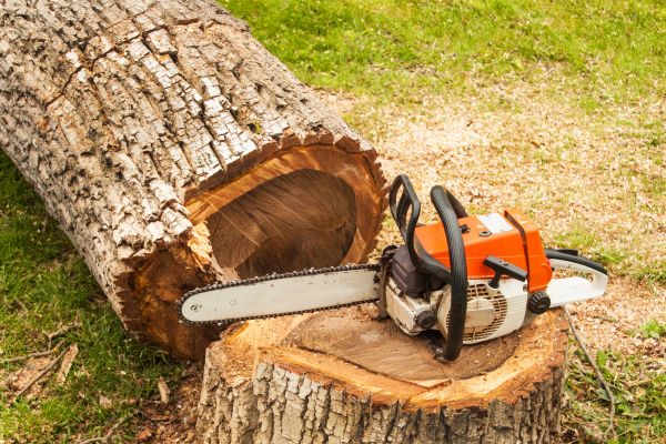 Tree Cutting Service in Manchester