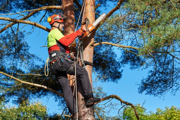 Tree Service in Manchester