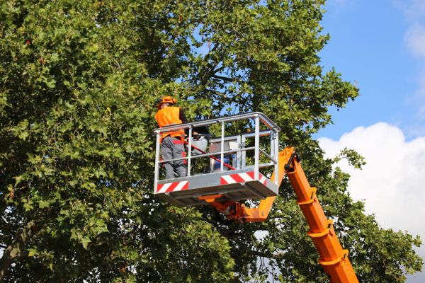 Commercial Tree Service in Manchester