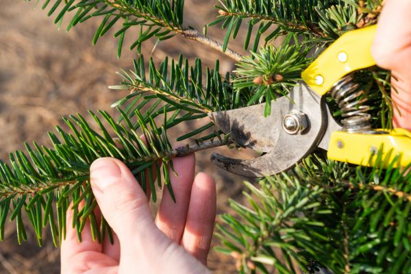 Pine Tree Pruning in Manchester