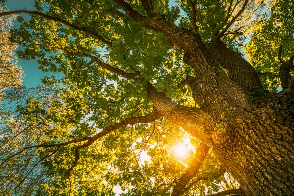 Oak Tree Pruning in Manchester