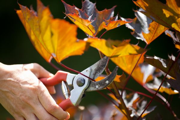 Maple Tree Pruning in Manchester