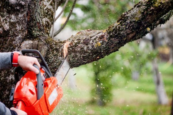 Tree Limbs Removal in Manchester
