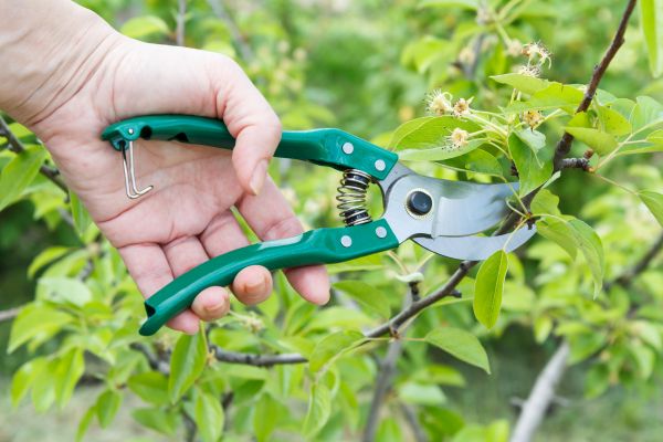Pear Tree Pruning in Manchester