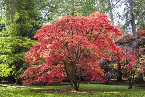 Japanese Maple Pruning in Manchester