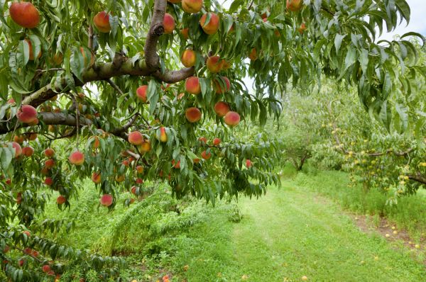 Peach Tree Pruning in Manchester