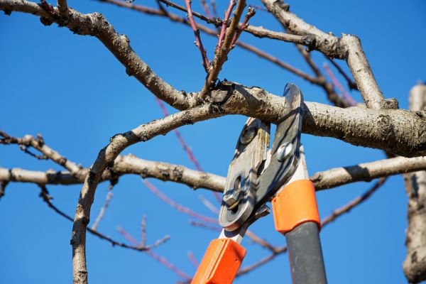 Peach Tree Trimming in Manchester