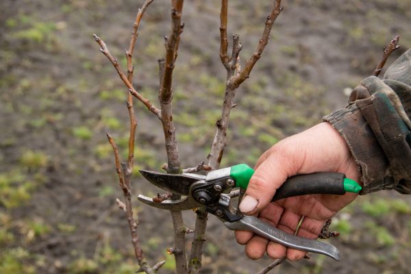 Pear Trees Pruning in Manchester