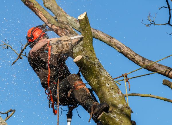 Tree Trimming Service in Manchester