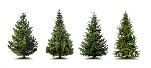 Cost of Pine Tree Trimming in Manchester