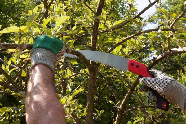 Apple Tree Trimming in Manchester