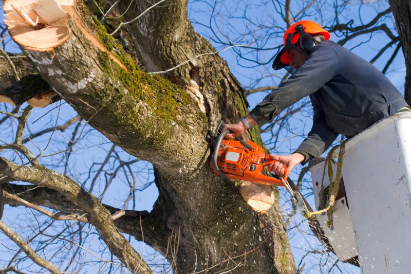 Tree Cutting Team