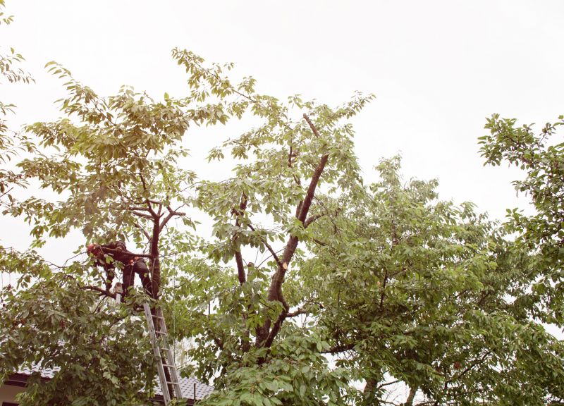 Tree Branch Cutting detail