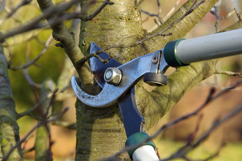 Tree Lopping Service detail