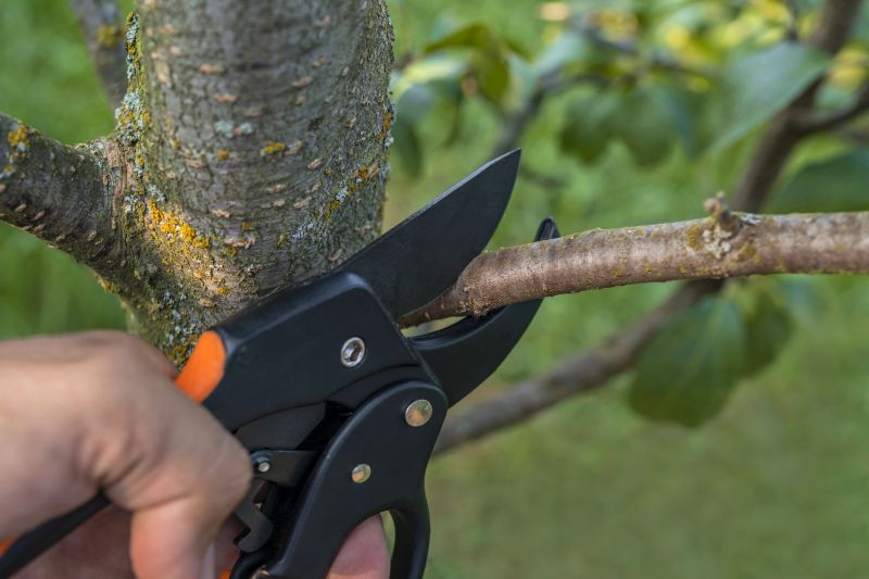 Tree Trimming Service detail