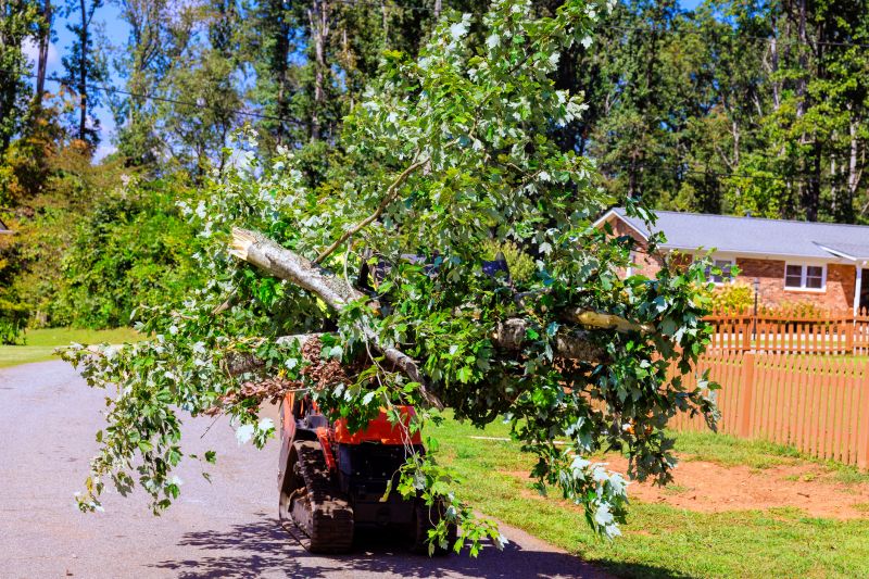 Residential Tree Service