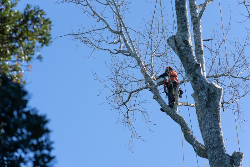 Arborist Performing Climbing Trim
