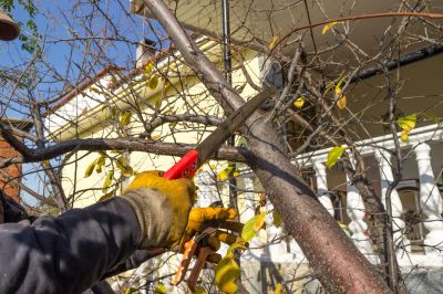 Tree Shaping and Maintenance