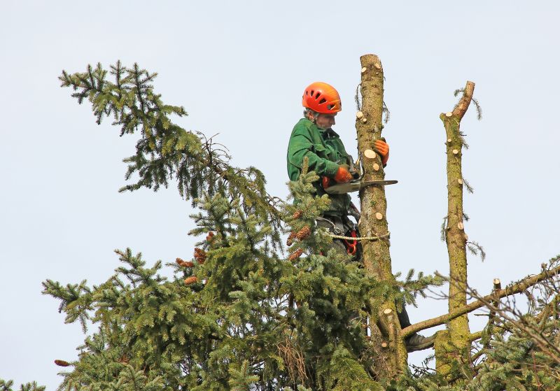 Tree Trimming in Summer