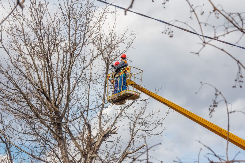 Tree Trimming in Fall